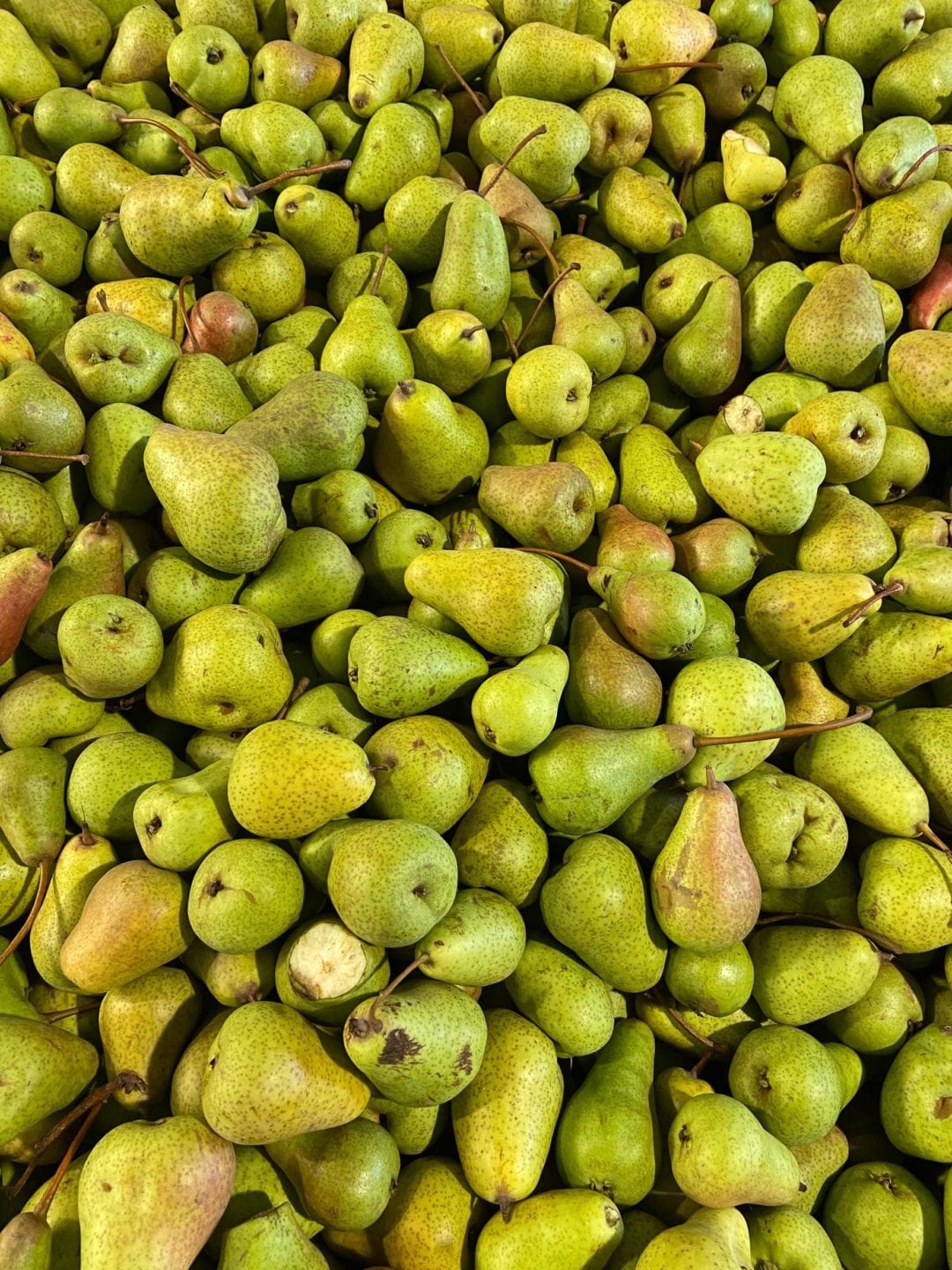 Pears ready to be juiced